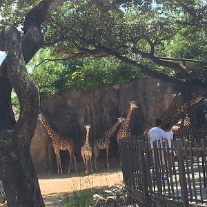 African Forest- Giraffe/Zebra