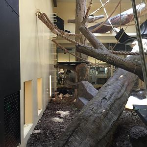 African Forest- Gorilla Indoor