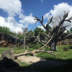 African Forest- Chimpanzee