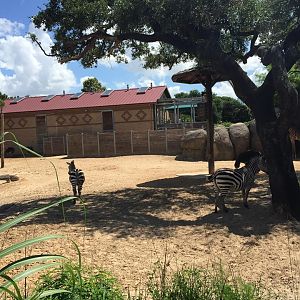 African Forest- Giraffe/Zebra
