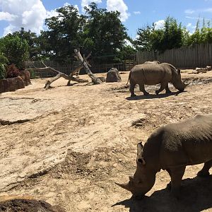 African Forest- White Rhinoceros