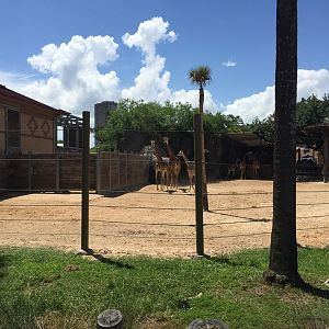 African Forest- Giraffe/Zebra