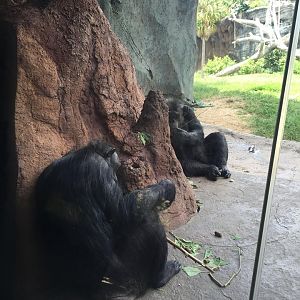 African Forest- Chimpanzee