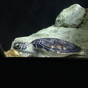 Kipp Aquarium- Sea Turtle