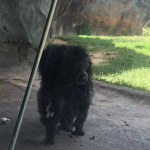 African Forest- Chimpanzee