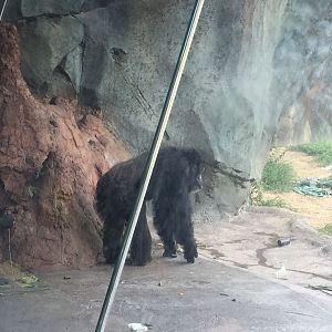 African Forest- Chimpanzee