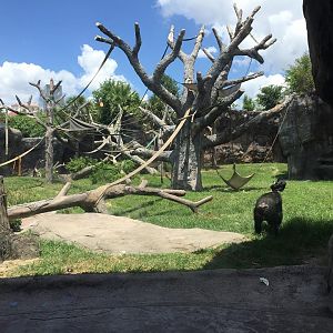 African Forest- Chimpanzee