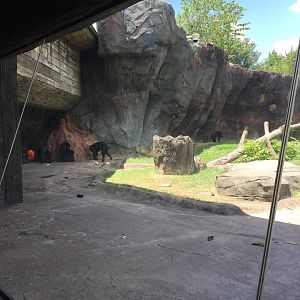 African Forest- Chimpanzee