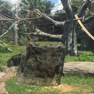 African Forest- Chimpanzee