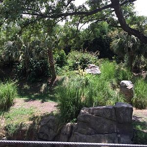 Gorillas of the African Forest