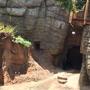 Gorillas of the African Forest