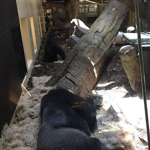 Gorillas of the African Forest