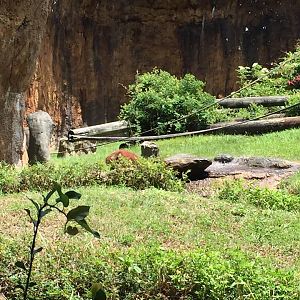 Wortham World of Primates- Orangutan