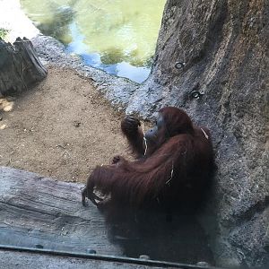 Wortham World of Primates- Orangutan