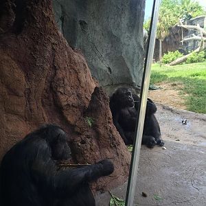 African Forest- Chimpanzee