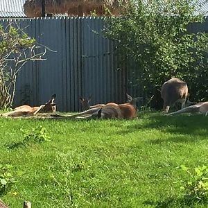 Australia- Kangaroos