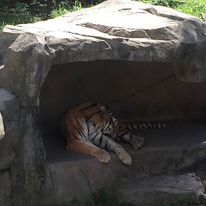 Asia Quest- Tiger