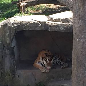 Asia Quest- Tiger