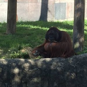 Islands- Orangutan