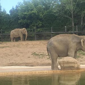 Pachyderms- Asian Elephant