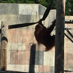 Islands- Orangutan