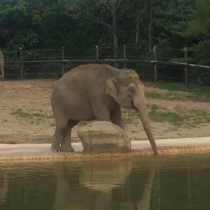 Pachyderms- Asian Elephant