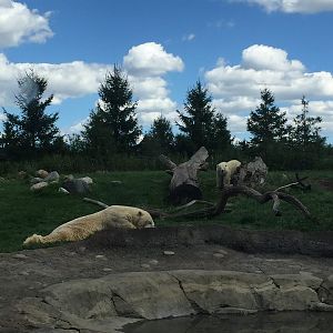 Polar Frontier- Polar Bear