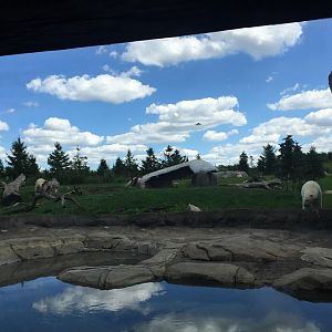 Polar Frontier- Polar Bear