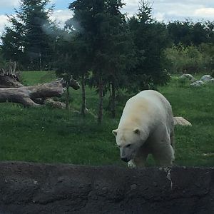 Polar Frontier- Polar Bear