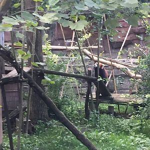 Asia Quest- Red Panda