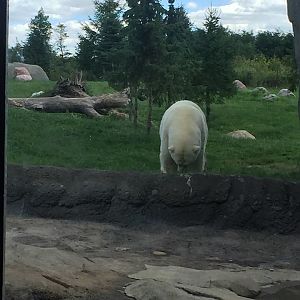 Polar Frontier- Polar Bear