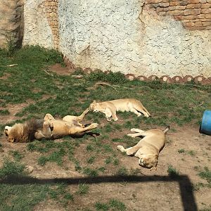 Heart of Africa- Lion