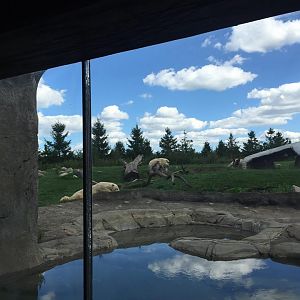 Polar Frontier- Polar Bear