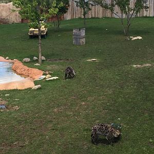 Heart of Africa- Watering Hole