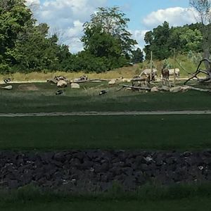 Heart of Africa- Savanna