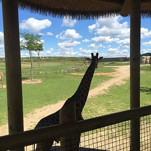 Heart of Africa- Giraffe