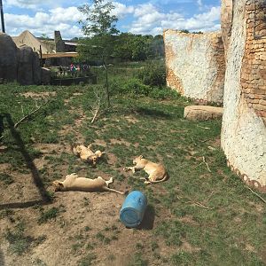 Heart of Africa- Lion