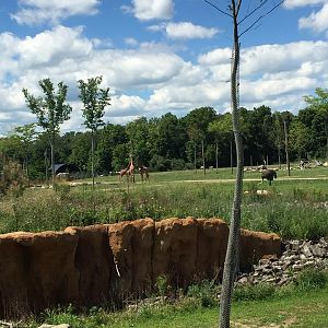 Heart of Africa- Savanna