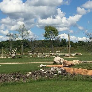 Heart of Africa- Savanna