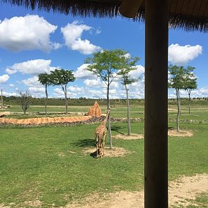 Heart of Africa- Savanna