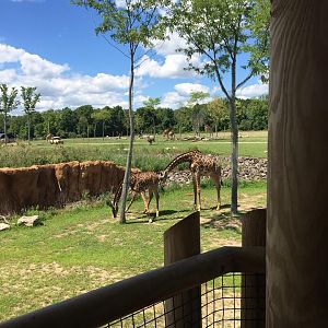 Heart of Africa- Savanna