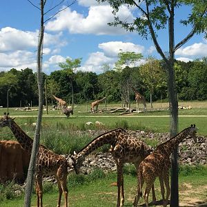 Heart of Africa- Savanna