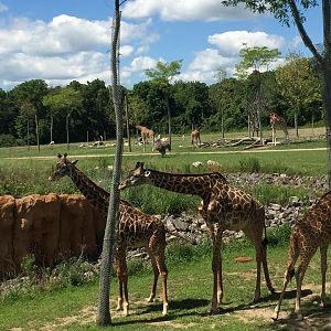 Heart of Africa- Savanna