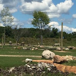 Heart of Africa- Savanna