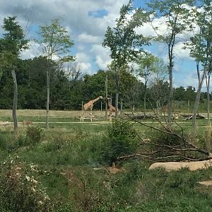 Heart of Africa- Savanna