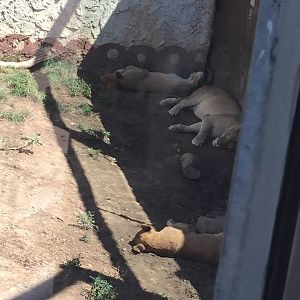 Heart of Africa- Lion