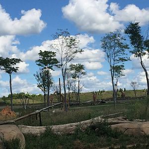 Heart of Africa- Savanna