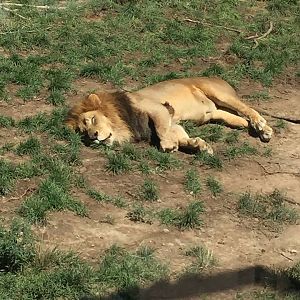 Heart of Africa- Lion