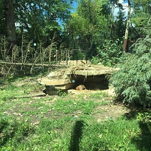 North America- Bobcat