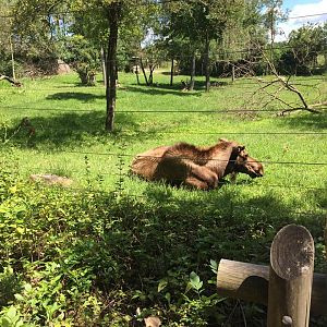 North America- Moose